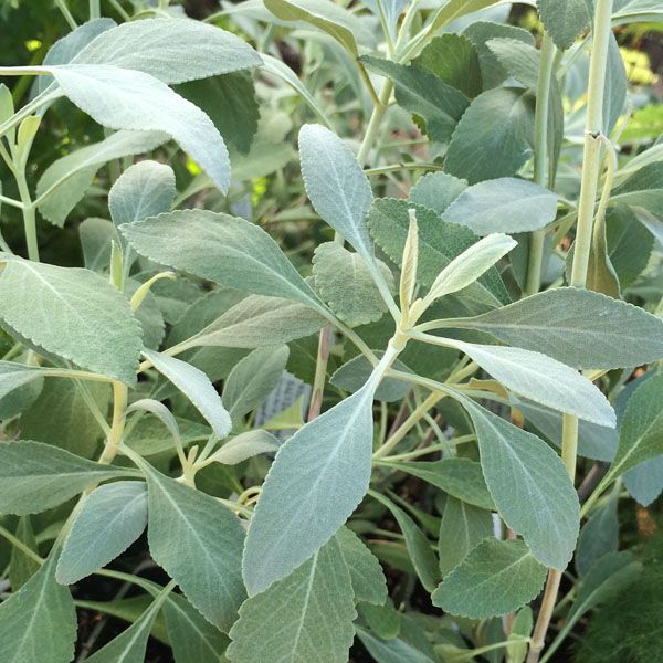 Salvia Apiana  - 1 gram | 650 zaden
